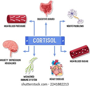 Kortisol-System Stressform, Illustration