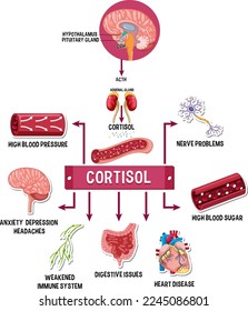 Stress cortisol system scheme illustration