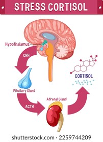 Stress cortisol system scheme illustration