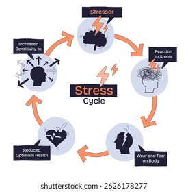 The stress cycle shows how stressors trigger reactions, leading to health decline and increased sensitivity. Key objects, brain, heart, arrows. Doodle style diagram