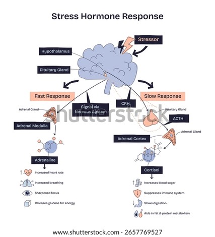 Stress hormone response shows brain, adrenal glands, and hormones like adrenaline and cortisol in a doodle style diagram. Doodle style diagram