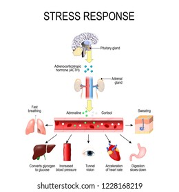 Stress response. Activation of the stress system. Stress is a main cause of high levels of adrenaline and cortisol secretion. hormones that produced by the medulla, and cortex of adrenal.
