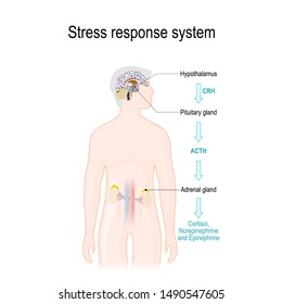 Stress response. Activation of the stress system. Stress is a main cause of high levels of adrenaline and cortisol secretion. hormones that produced by the medulla, and cortex of adrenal glands