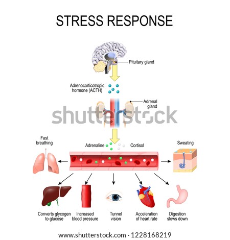 Stress response. Activation of the stress system. Stress is a main cause of high levels of adrenaline and cortisol secretion. hormones that produced by the medulla, and cortex of adrenal.