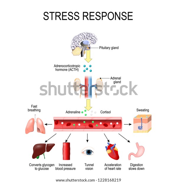 Stress
response. Activation of the stress system. Stress is a main cause
of high levels of adrenaline and cortisol secretion. hormones that
produced by the medulla, and cortex of
adrenal.