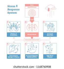 Stress Response Biological System Vector Illustration Diagram,anatomical Nerve Impulses Scheme With Brain, Adrenal Glands, Heart Rate, Blood Pressure, Breathing And Other Processes.Outline Design.