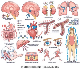 Stress response shows brain, heart, and adrenal glands activating body systems for fight or flight. Outline style collection