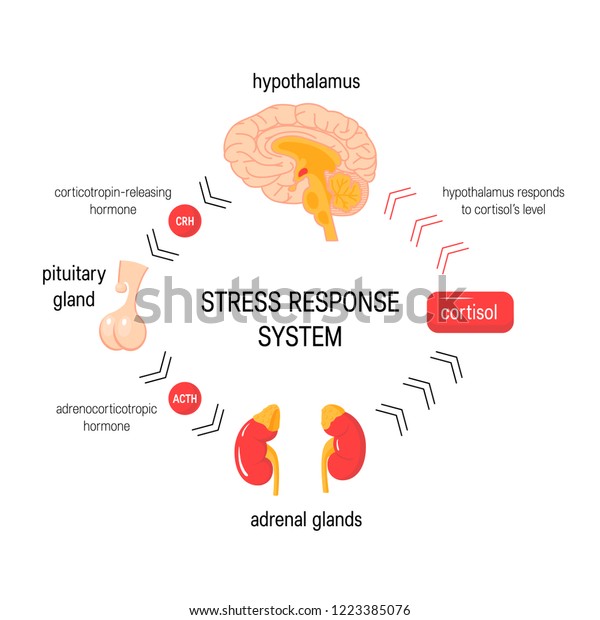 Stress Response System Endocrine Medical Diagram: Vetor Stock (livre De ...