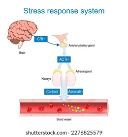 Stress response system. Fight-or-flight response. How work of Corticotropin-releasing, and Adrenocorticotropic hormones. stress hormones secretion. Cortisol and adrenaline