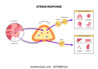 Stress Response System Hypothalamic Pituitary Adrenal Stock Vector ...