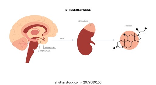 Sistema de respuesta al estrés y concepto de eje suprarrenal hipotalámico. Anatomía de glándulas adrenales y hipófisis. Hormonas de adrenalina y cortisol en el cuerpo humano. Ilustración vectorial plana médica
