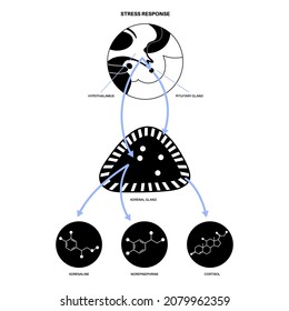 Sistema de respuesta al estrés y concepto de eje suprarrenal hipotalámico. Anatomía de glándulas adrenales y hipófisis. Hormonas de adrenalina y cortisol en el cuerpo humano. Ilustración vectorial plana médica
