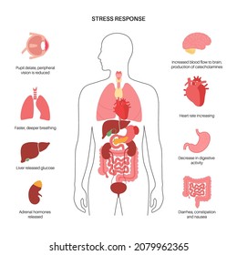 Sistema de respuesta al estrés y concepto de eje suprarrenal hipotalámico. Anatomía de glándulas adrenales y hipófisis. Hormonas de adrenalina y cortisol en el cuerpo humano. Ilustración vectorial plana médica