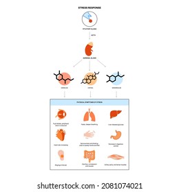 Sistema de respuesta al estrés y concepto de eje suprarrenal hipotalámico. Anatomía de glándulas adrenales y hipófisis. Hormonas de adrenalina y cortisol en el cuerpo humano. Ilustración vectorial plana médica