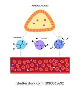 Stress response system and hypothalamic pituitary adrenal axis concept. Anatomy of adrenal and pituitary glands. Adrenaline and cortisol hormones in the human body. Medical flat vector illustration