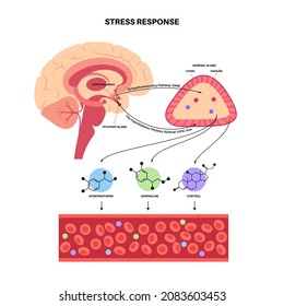 Stress Response System Hypothalamic Pituitary Adrenal Stock Vector ...