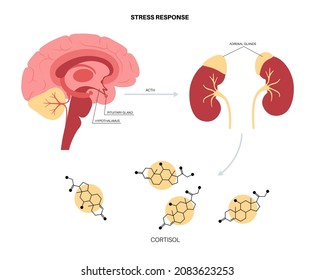 Sistema de respuesta al estrés y concepto de eje suprarrenal hipotalámico. Anatomía de glándulas adrenales y hipófisis. Hormonas de adrenalina y cortisol en el cuerpo humano. Ilustración vectorial plana médica