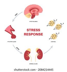Sistema de respuesta al estrés y concepto de eje suprarrenal hipotalámico. Anatomía de glándulas adrenales y hipófisis. Hormonas de adrenalina y cortisol en el cuerpo humano. Ilustración vectorial plana médica