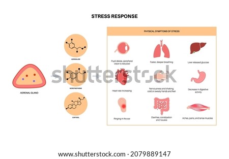 Stress response system and hypothalamic pituitary adrenal axis concept. Anatomy of adrenal and pituitary glands. Adrenaline and cortisol hormones in the human body. Medical flat vector illustration