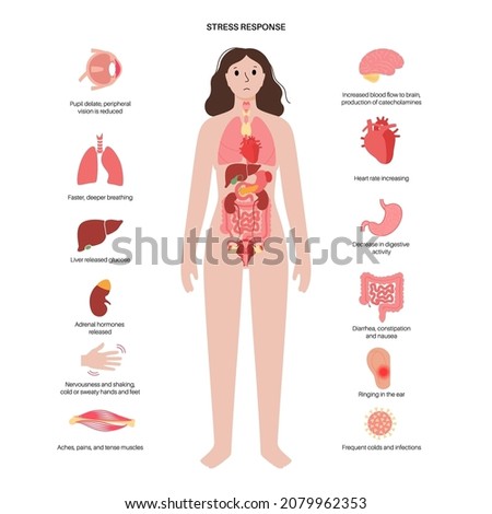 Stress response system and hypothalamic pituitary adrenal axis concept. Anatomy of adrenal and pituitary glands. Adrenaline and cortisol hormones in the human body. Medical flat vector illustration