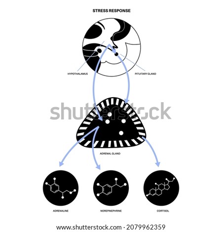 Stress response system and hypothalamic pituitary adrenal axis concept. Anatomy of adrenal and pituitary glands. Adrenaline and cortisol hormones in the human body. Medical flat vector illustration