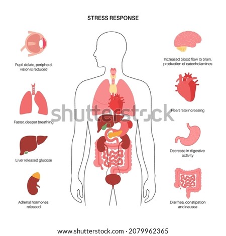 Stress response system and hypothalamic pituitary adrenal axis concept. Anatomy of adrenal and pituitary glands. Adrenaline and cortisol hormones in the human body. Medical flat vector illustration
