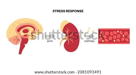 Stress response system and hypothalamic pituitary adrenal axis concept. Anatomy of adrenal and pituitary glands. Adrenaline and cortisol hormones in the human body. Medical flat vector illustration