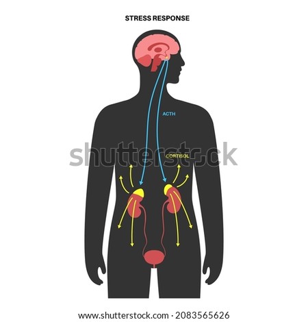 Stress response system and hypothalamic pituitary adrenal axis concept. Anatomy of adrenal and pituitary glands. Adrenaline and cortisol hormones in the human body. Medical flat vector illustration