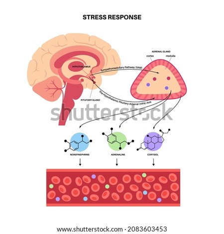 Stress response system and hypothalamic pituitary adrenal axis concept. Anatomy of adrenal and pituitary glands. Adrenaline and cortisol hormones in the human body. Medical flat vector illustration