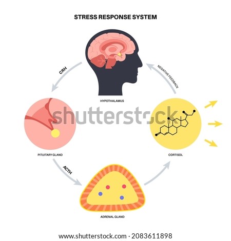 Stress response system and hypothalamic pituitary adrenal axis concept. Anatomy of adrenal and pituitary glands. Adrenaline and cortisol hormones in the human body. Medical flat vector illustration