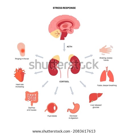 Stress response system and hypothalamic pituitary adrenal axis concept. Anatomy of adrenal and pituitary glands. Adrenaline and cortisol hormones in the human body. Medical flat vector illustration