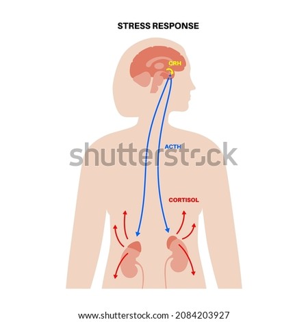 Stress response system and hypothalamic pituitary adrenal axis concept. Anatomy of adrenal and pituitary glands. Adrenaline and cortisol hormones in the human body. Medical flat vector illustration