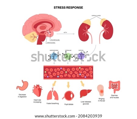 Stress response system and hypothalamic pituitary adrenal axis concept. Anatomy of adrenal and pituitary glands. Adrenaline and cortisol hormones in the human body. Medical flat vector illustration