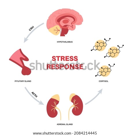 Stress response system and hypothalamic pituitary adrenal axis concept. Anatomy of adrenal and pituitary glands. Adrenaline and cortisol hormones in the human body. Medical flat vector illustration