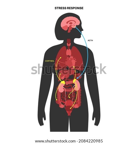 Stress response system and hypothalamic pituitary adrenal axis concept. Anatomy of adrenal and pituitary glands. Adrenaline and cortisol hormones in the human body. Medical flat vector illustration