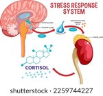 Stress response system scheme illustration