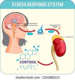 Stress response system scheme illustration