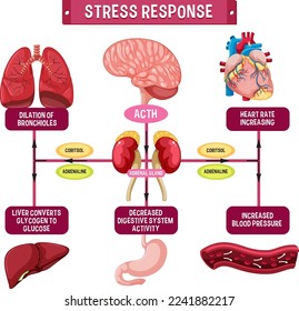 Stress response system scheme illustration