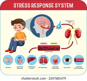 Schema für die Reaktion auf Stress