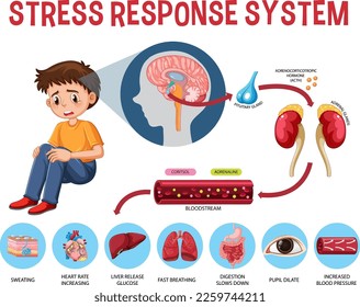 Stress response system scheme illustration