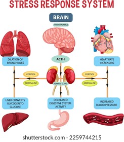 Stress response system scheme illustration