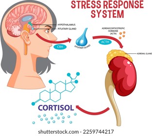 Schema für die Reaktion auf Stress