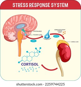 Schema für die Reaktion auf Stress