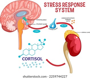 Stress response system scheme illustration