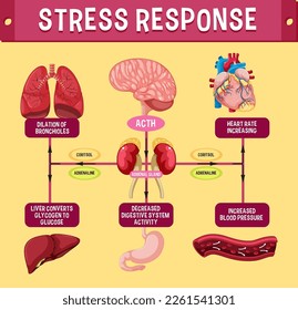 Stress response system scheme illustration