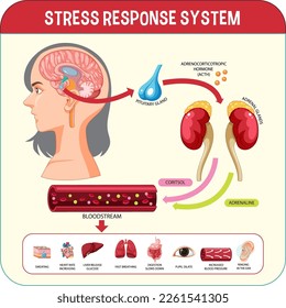 Stress response system scheme illustration