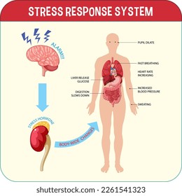 Stress response system scheme illustration