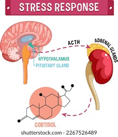 Stress response system scheme illustration