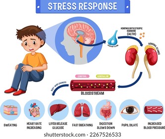 Stress response system scheme illustration