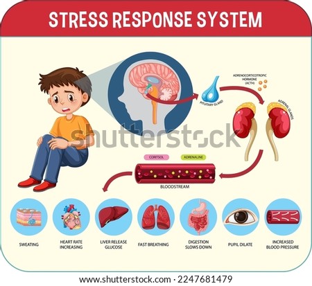 Stress response system scheme illustration